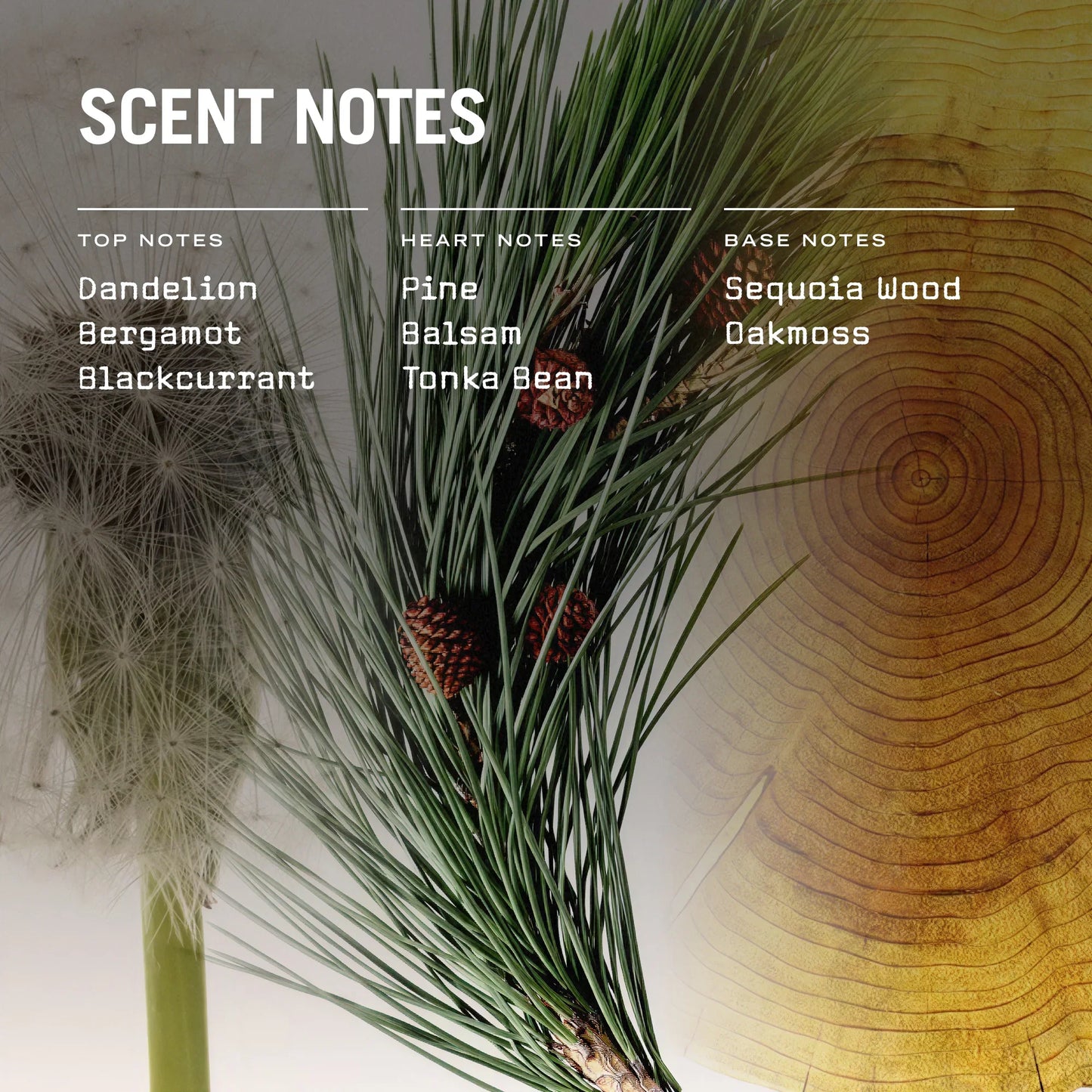 Sequoia Reed Diffuser