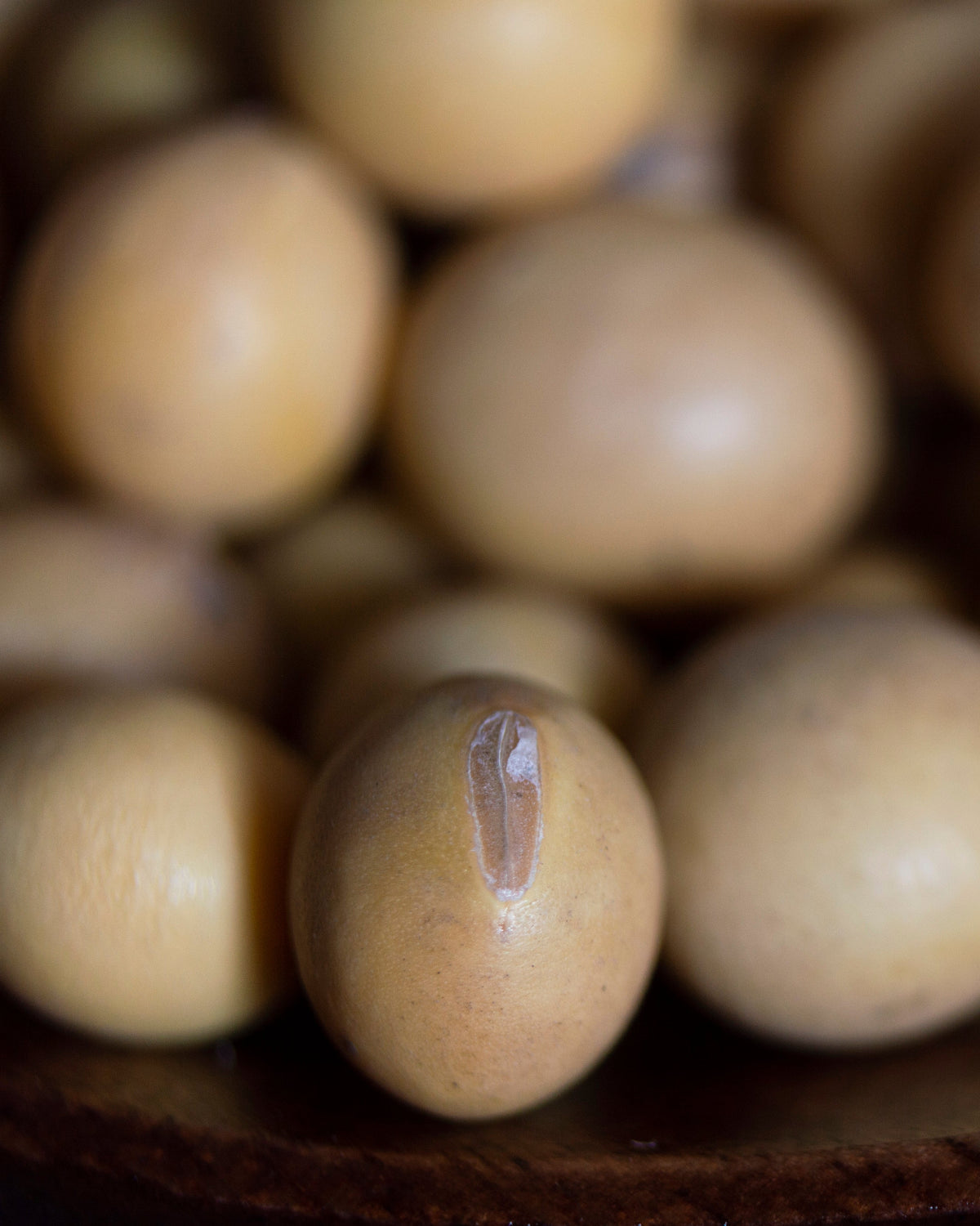 Miso Making Kit