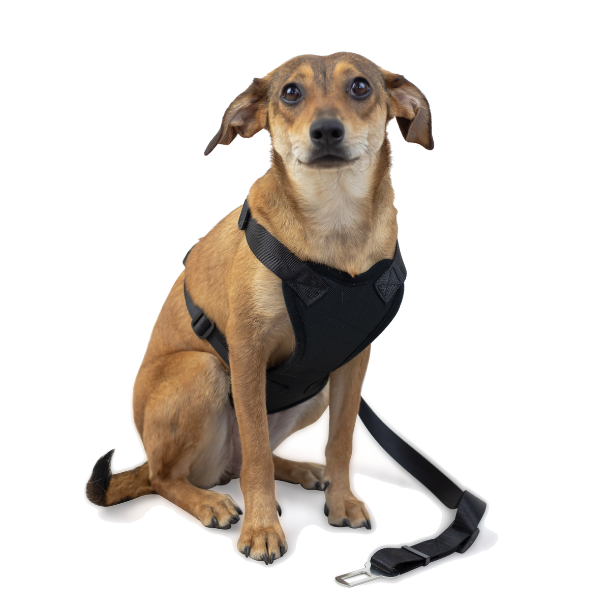 Strap Harness