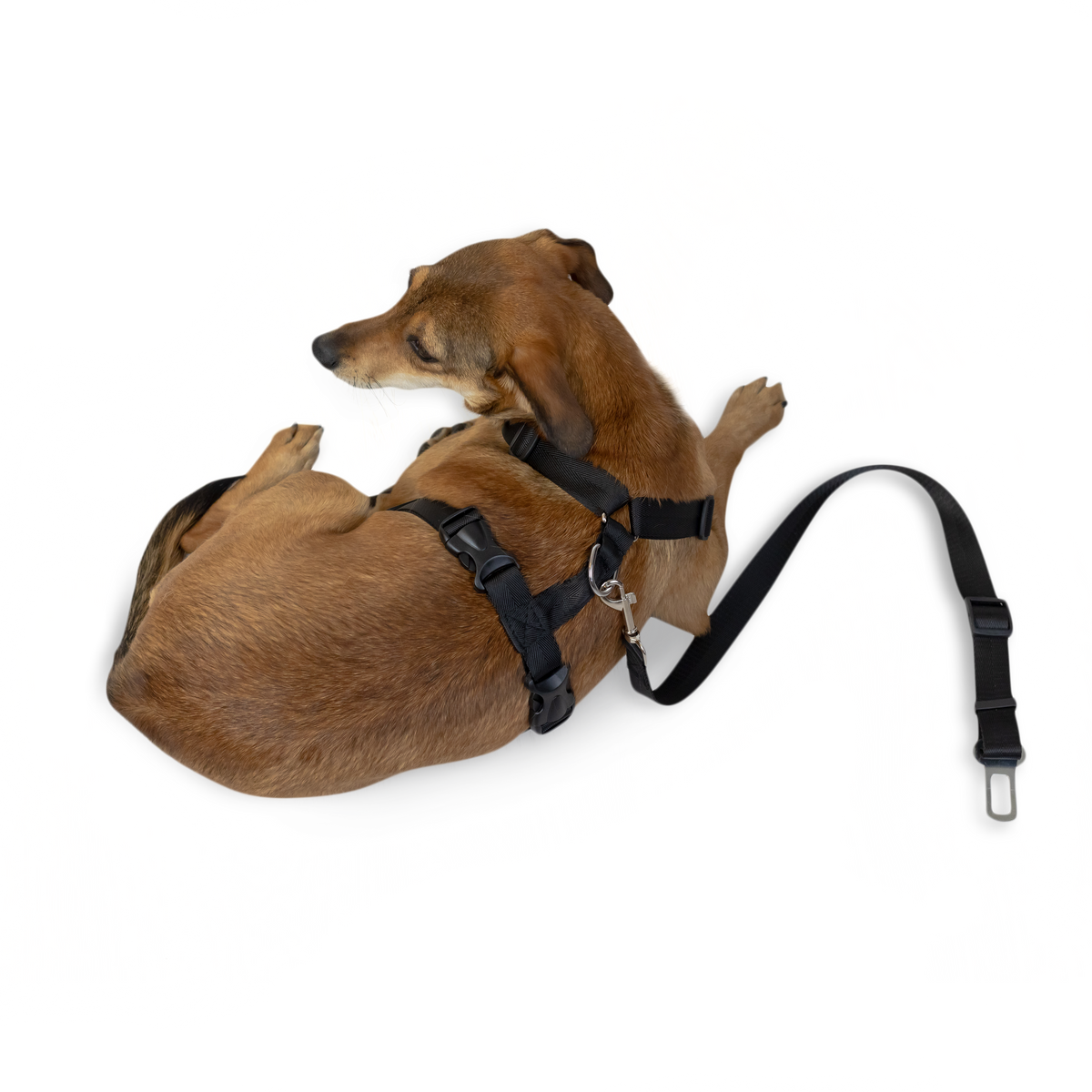 Strap Harness