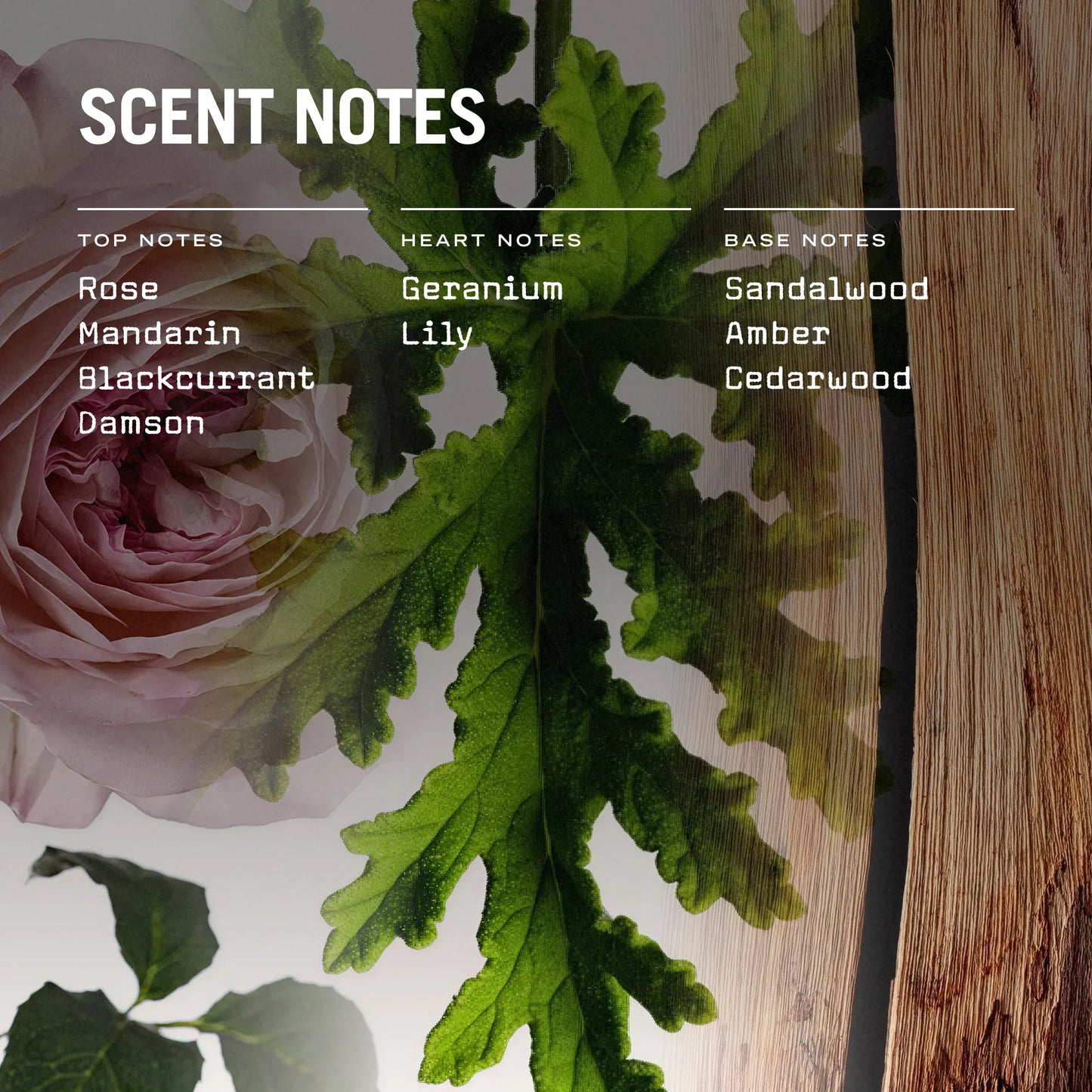 Medina Rose Reed Diffuser