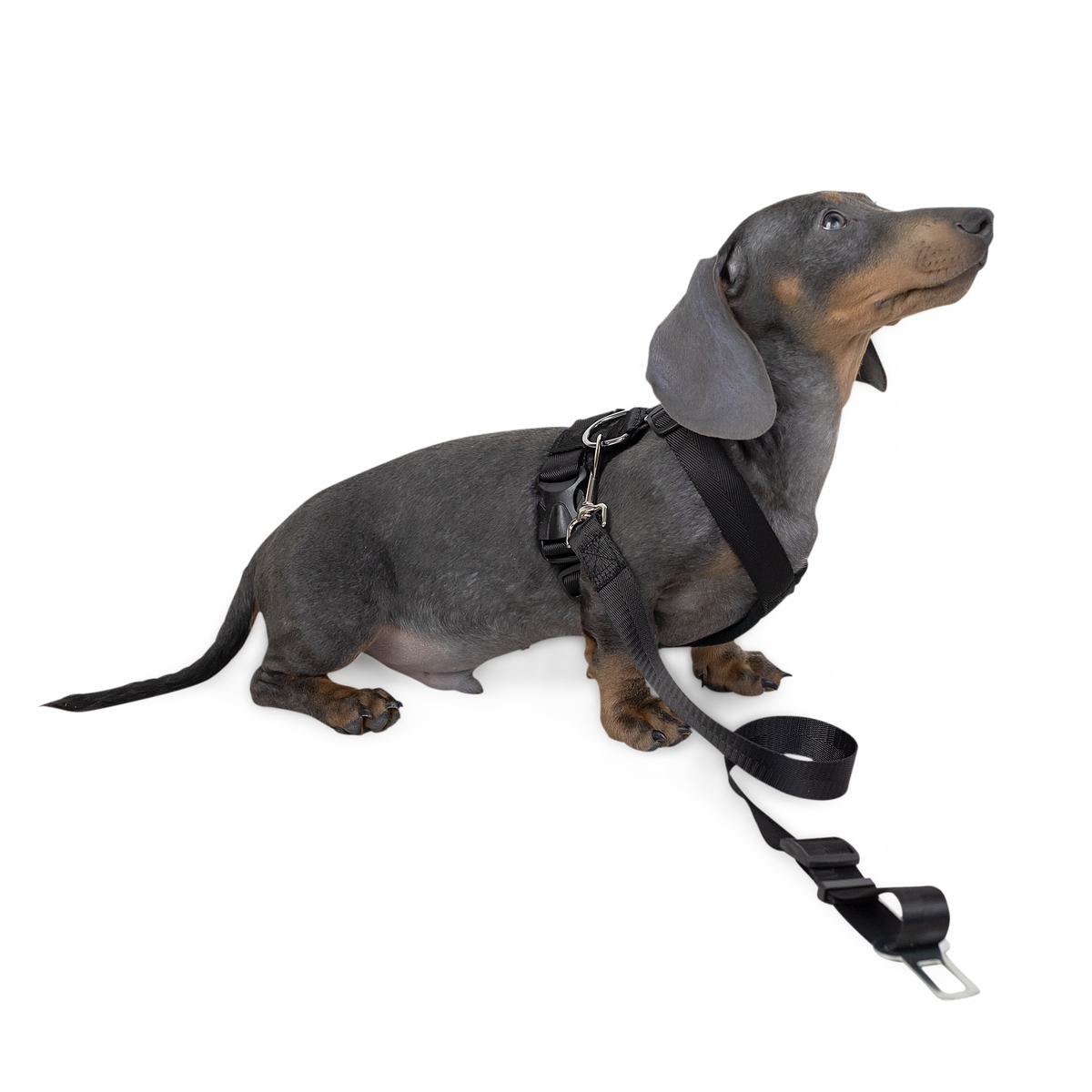 Strap Harness