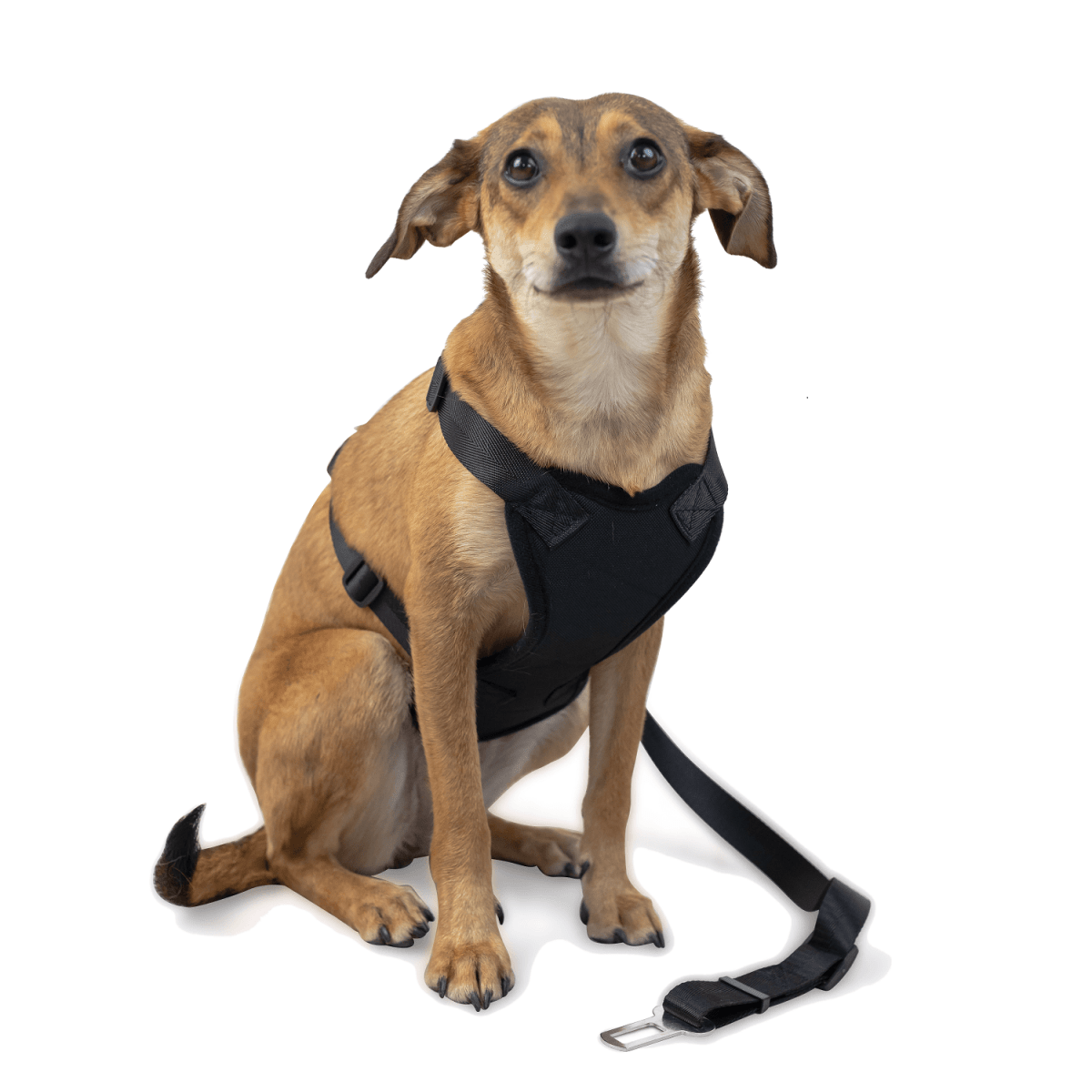 Car Strap Dog Harness - Large