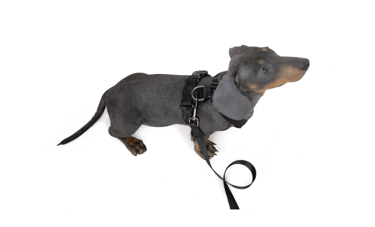 Dog Travel Kit Small (Harness, Travel Bottle, Travel Bowl, First Aid Kit)