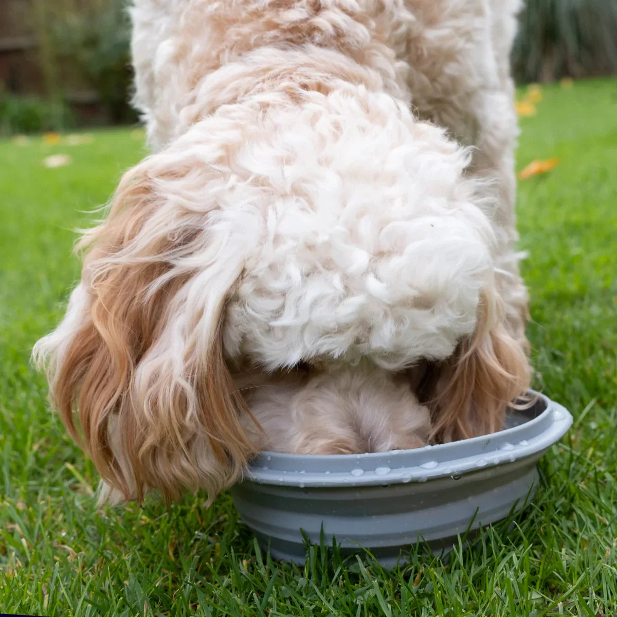 Dog Travel Kit Small (Harness, Travel Bottle, Travel Bowl, First Aid Kit)